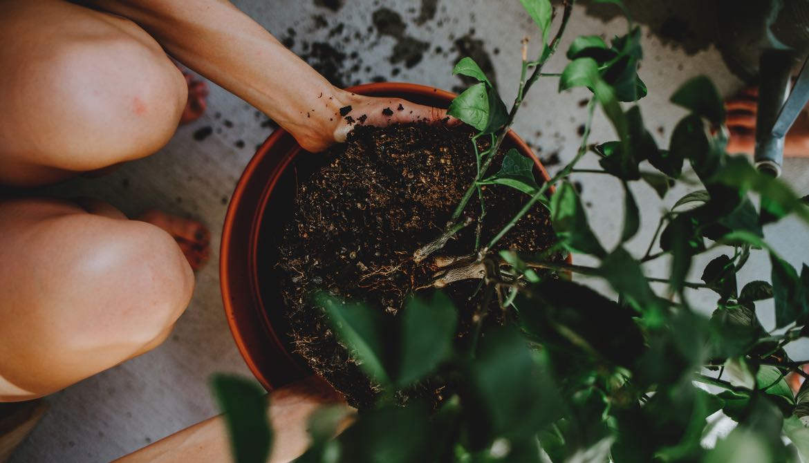 repotting a plant