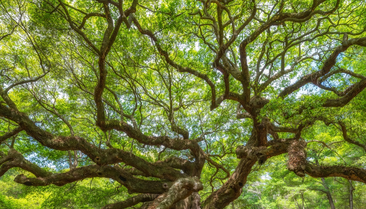 tree branching