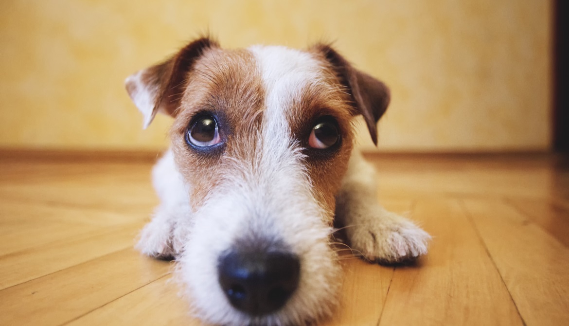 sad dog lying on wooden floor looking up at camera