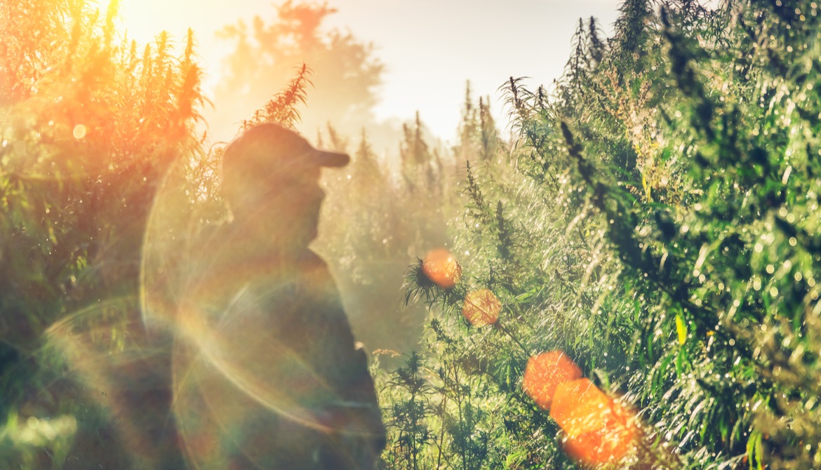 man in hazy hemp field