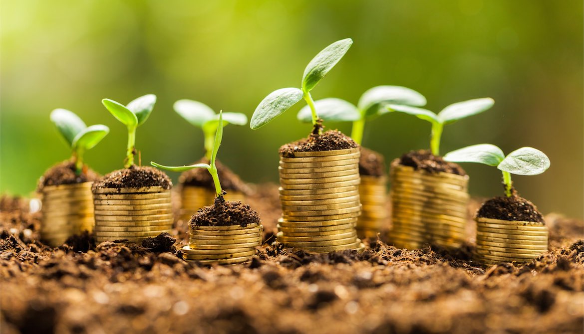 many seedlings growing from small stacks of coins