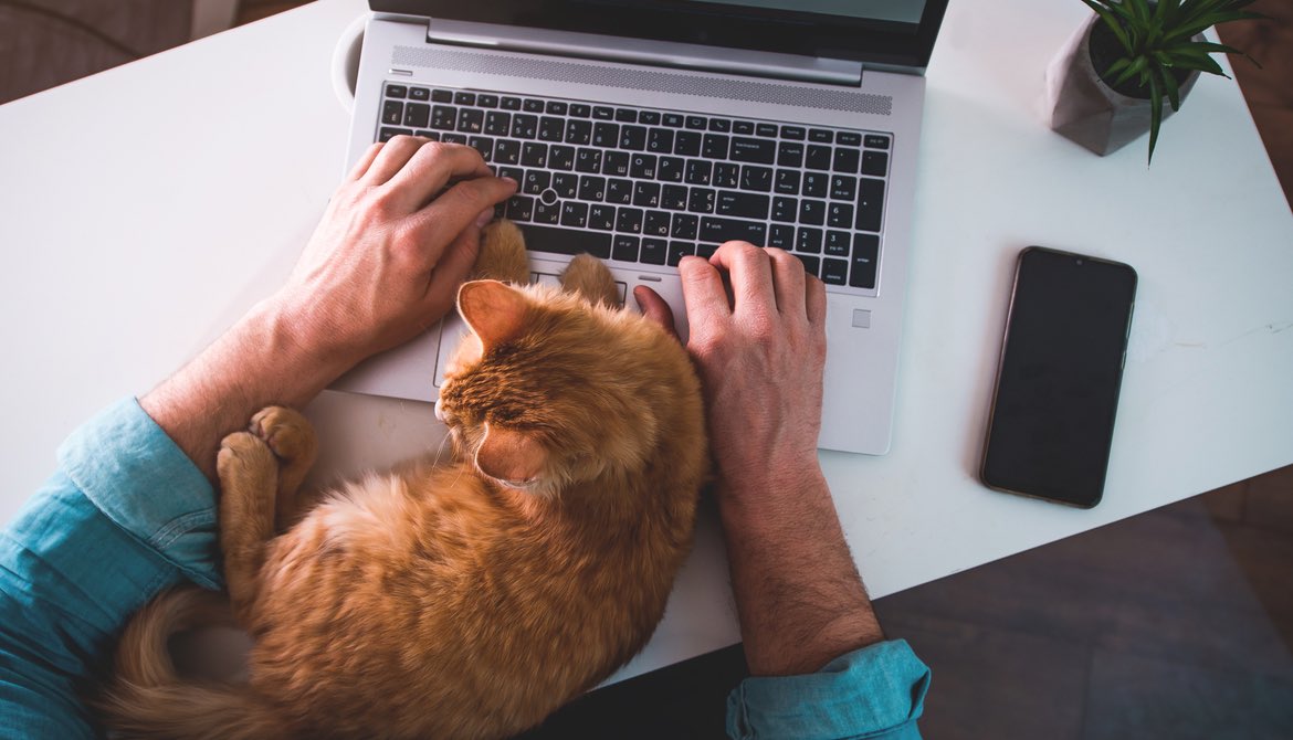 ginger cat on laptop in home office