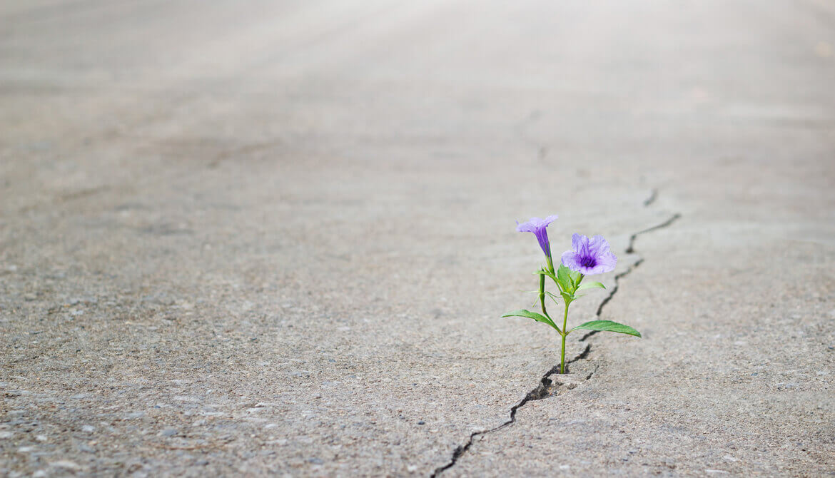 resilient purple flower growing through crack in cement