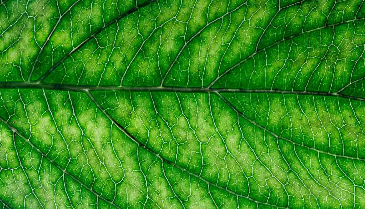 green leaf close up