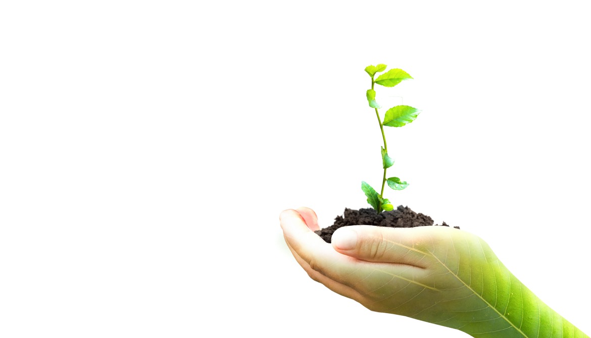 hand holding plant on blur green nature background