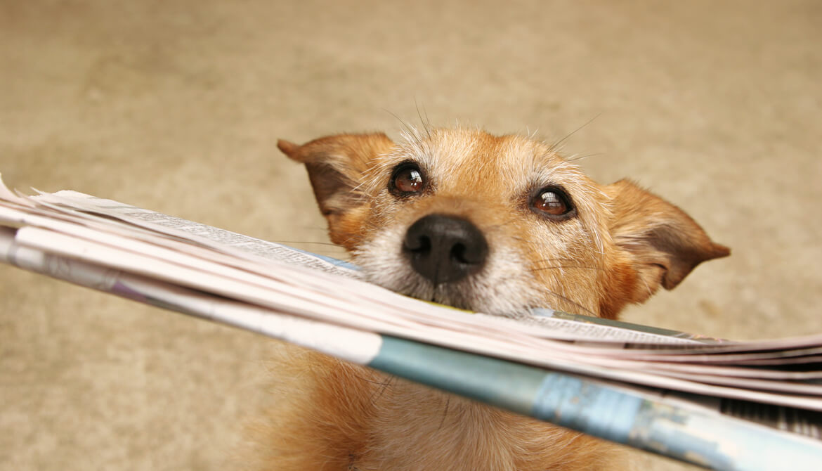 Cute scruffy terrier dog bringing in the newspaper