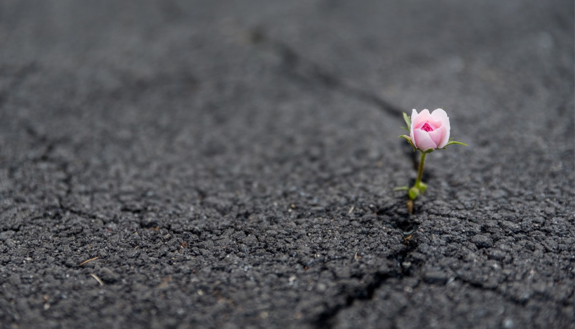 resilient pink rose flower growing out of crack in asphalt