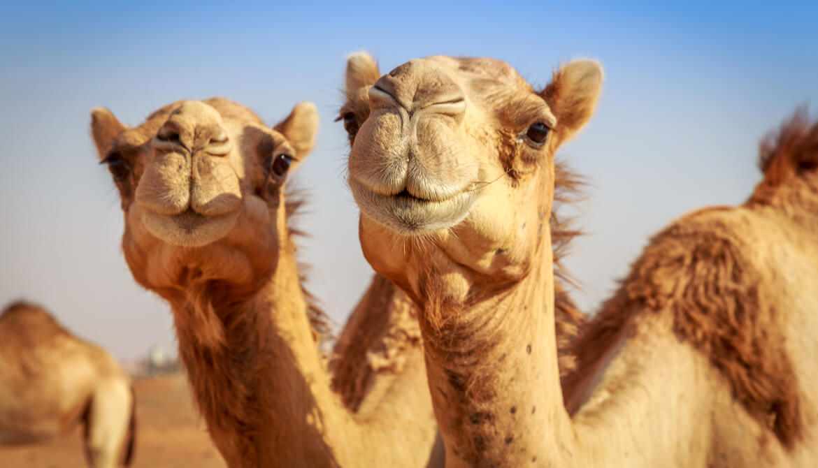 camels