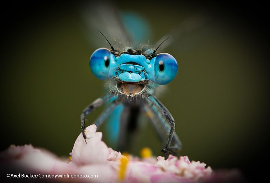 bug