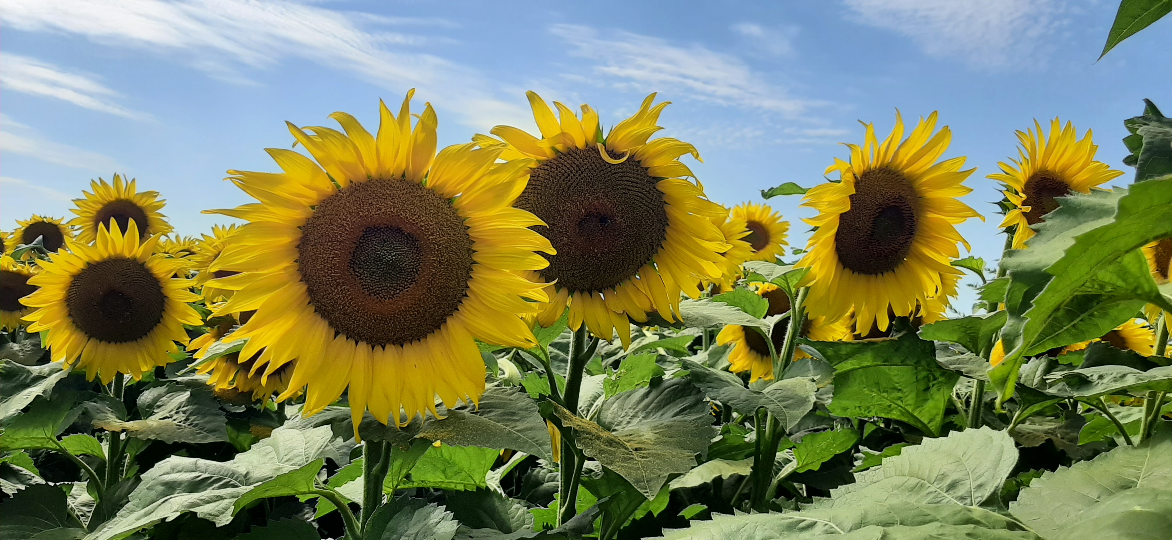 sunflowers