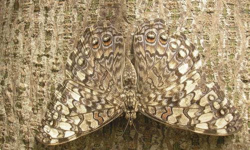 camouflaged butterfly