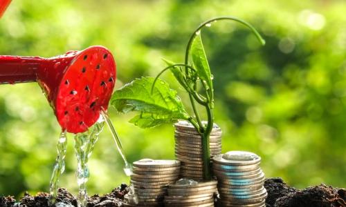 watering a plant surrounded by coins