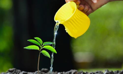 watering a small plan with a yellow pitcher