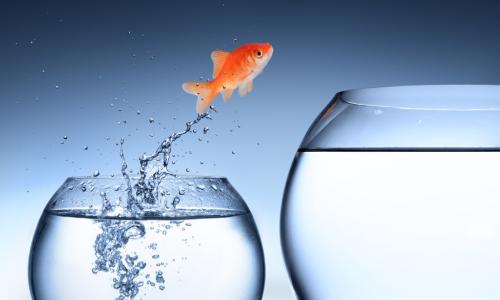 goldfish jumping into a bigger bowl