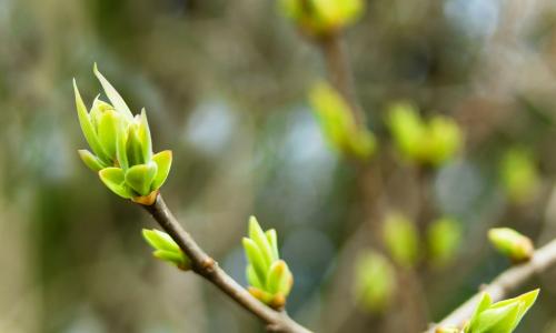 close up image of a budding branch