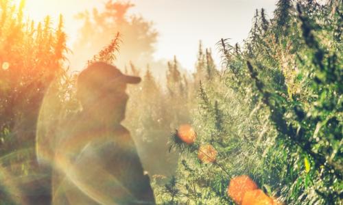 man in hazy hemp field