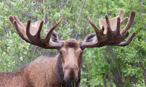 moose with large antlers in a field