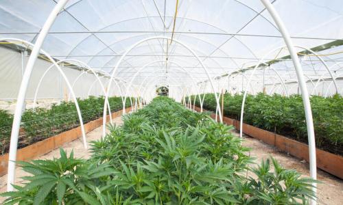 commercial cannabis grow operation