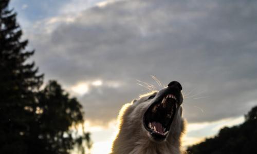 white wolf howls and bares teeth in forest