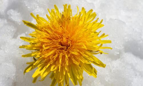 yellow flowing growing up through white snow