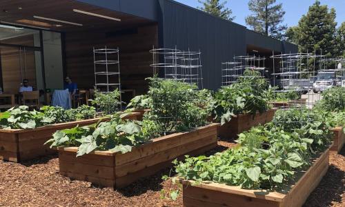 employees sit outside next to organic vegetable garden in raised beds by office building