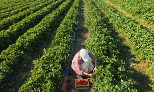 woman harvesting berries