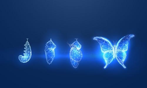 butterfly metamorphosis 