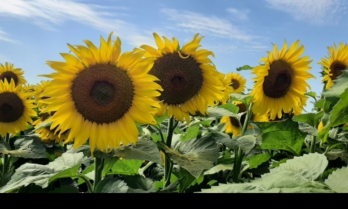 sunflowers